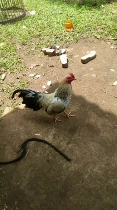 Ayam kate jumbo