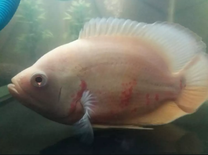 Ikan oscar albino