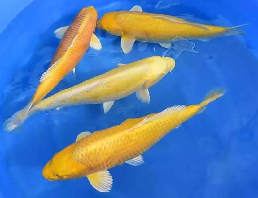 Ikan Koi Ogon | Ikan Koi Kuning | Ikan Koi paket | Koi ecer