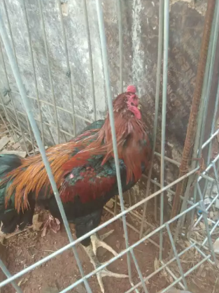 Jual ayam bangkok