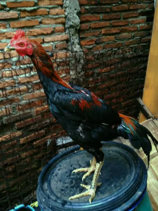 Ayam Bangkok muda lembe