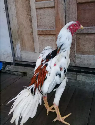 Ayam bangkok brumbun putih