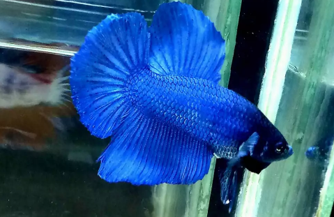 Ikan cupang giant blue bo 4,2 cm°•