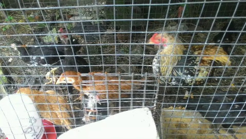 Jual Ayam kampung umur2 bln lebih wa