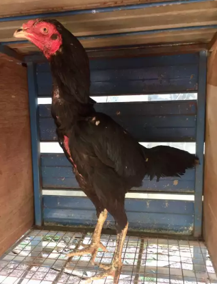 Ayam Bangkok Betina