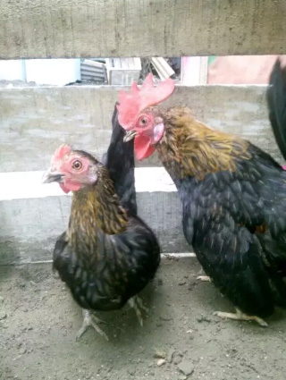 Ayam kate 1pasang 70