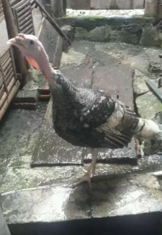 Ayam kalkun jantan
