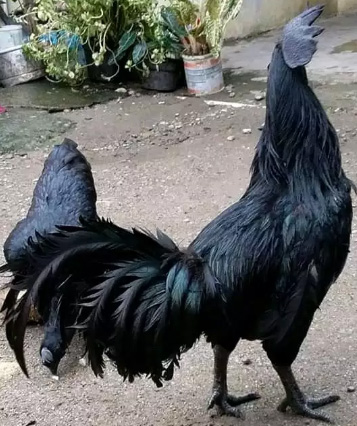 Ayam Cemani " ayam hitam khas Indonesia"