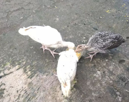 Ayam kalkun anakan umur 2 bulanan
