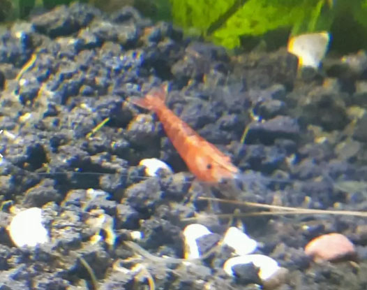 Udang hias red cherry shrimp