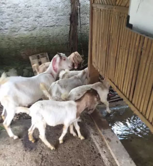 Kambing Jawa Mix Domba Garut Jual Semua