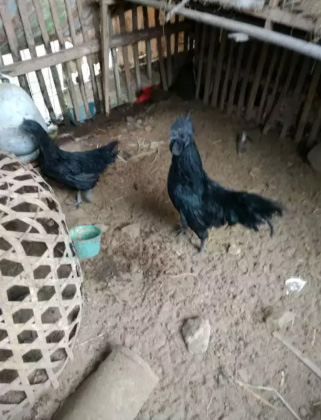 Indukan Ayam Cemani siap Produksi
