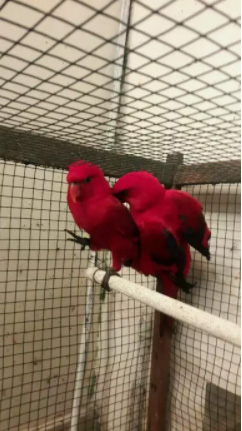 Burung merah sepasang 1.850 & lobird sepasang 300