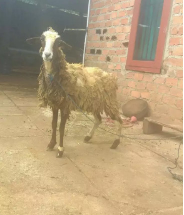 Kambing aqiqah cukup umur no anakan