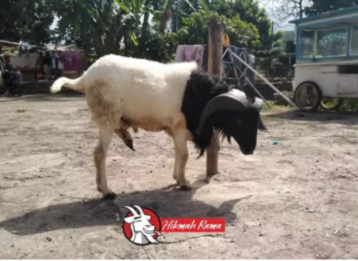 Aqiqah Domba dan Kambing Siap Saji Hikmah Rama Bandung