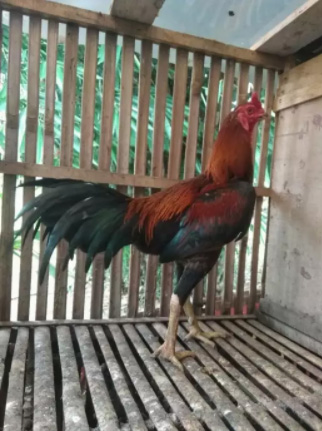 Ayam Bangkok x mangon umur 7bulanan siap rawat ukuran 5