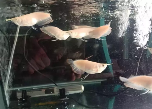 Ikan air tawar arwana silver albino shot bodi 13cm
