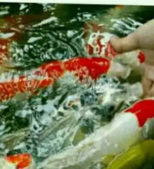 Ikan koi blitar ,di pércaya sebagai pembawa hokky bagi pemilikny