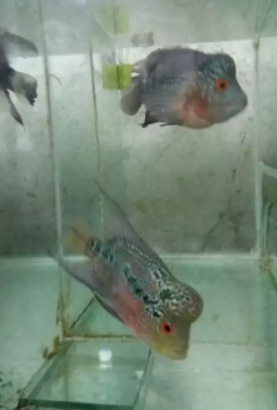 Ikan lohan model nya mantap uda jenong besar gan