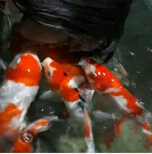 Ikan koi blitar disini untuk senyuman keluarga bahagia