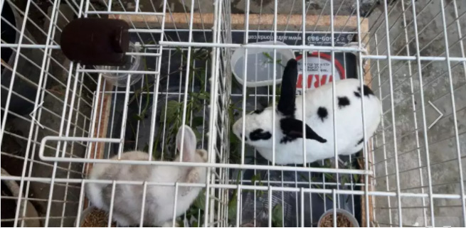 Kelinci rex bulu karpet betina,+ anggora lokal