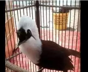 Burung Poksay jambul Thailand