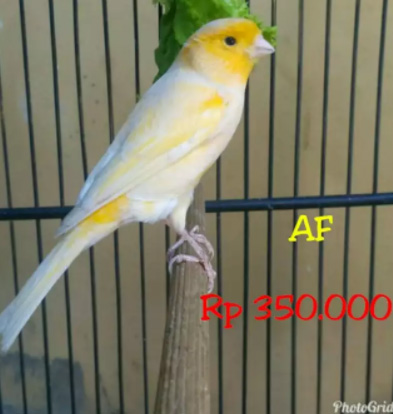 Burung Kenari Kuning / Orens AF/AFS Rasa F1 JANTAN 100%