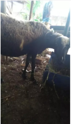 Jual berbagai macam domba murah