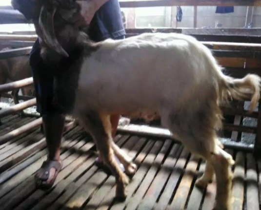 Kambing atau Domba Aqiqah di JakSel