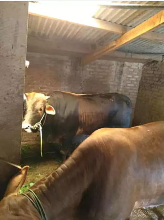 Di jual sapi jantan sehat