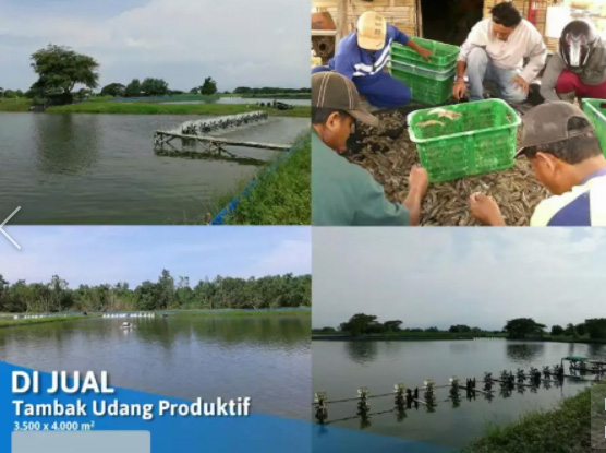 Tambak Budidaya Udang Fanami Langsung Pakai dan Menghasilkan