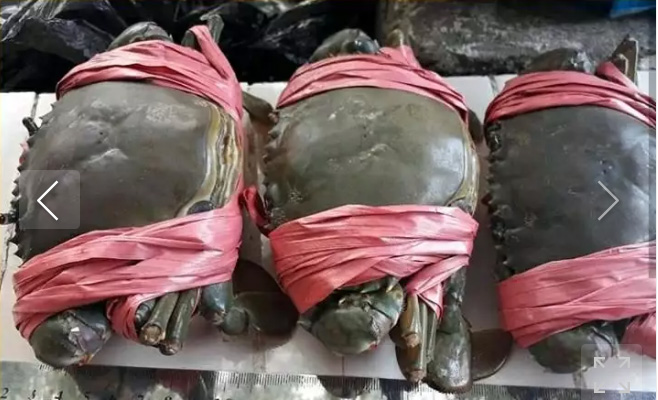 Kepiting jumbo segar hidup bertelur