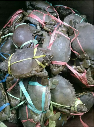 Kepiting hidup ready