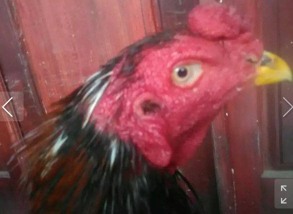 Ayam Bangkok Mematahkan Leher/Pukulan Perusak Badan/Pembunuh +Video