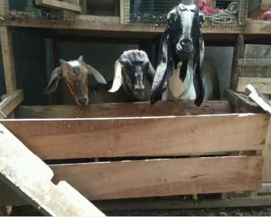 3 ekor kambing,, 2 betina dan 1ekor jantan