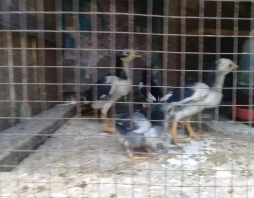 Sepasang Ayam Cemani Bulu Walik Usia 3 Bulan
