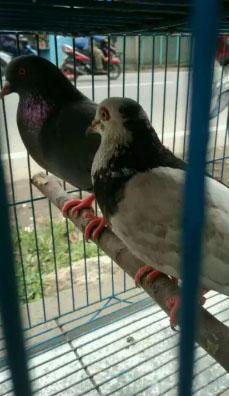 Burung Dara/merpati.