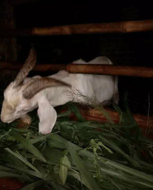 Kambing sanen jantan