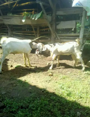 2ekor kambing jantan sehat dan gemuk