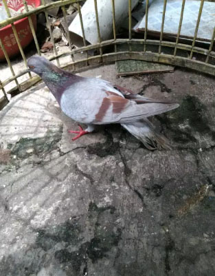 Burung dara silver strip 3 merpati