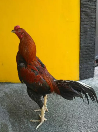 Ayam Bangkok Lancuran
