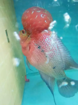 Ikan louhan king super red dragon kualitas Thailand kepala super boom