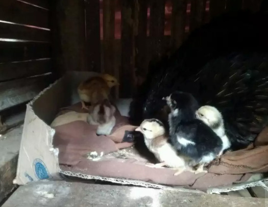 Anak ayam kampung umur 2 hari