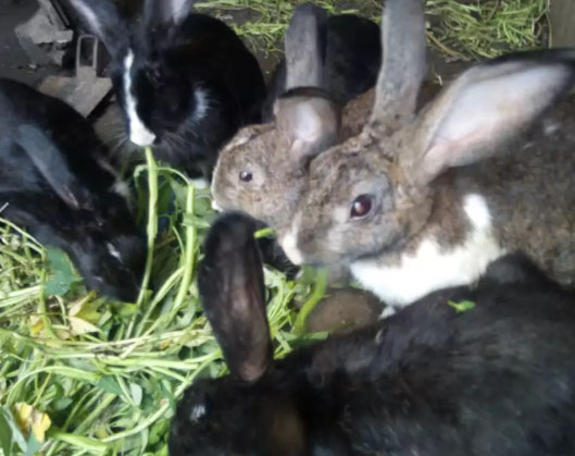 Kelinci indukan siap berkembang biak