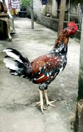 Ayam ketawa pancawarna.djakarta.serama.poland.bekisar.pelung.walik ada