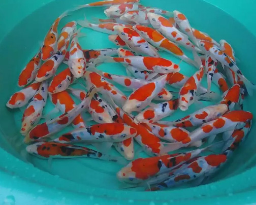 Ikan KOI Grade A Berkualitas Paling Murah se Yogyakarta