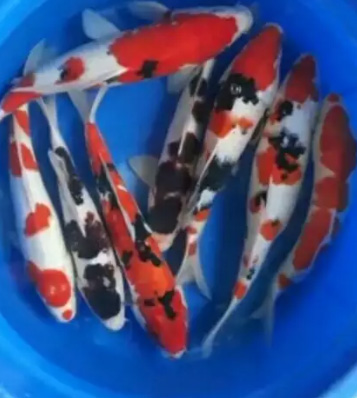 Ikan koi berkualitas harga terjangkau