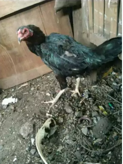 Jual indukan ayam kampung