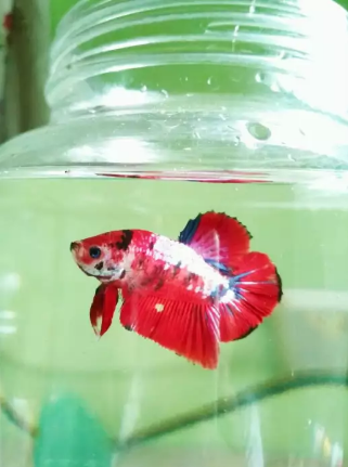 Ikan cupang plakat koi size L (besar)