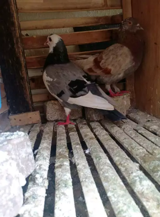 Burung dara blantong mata liplap